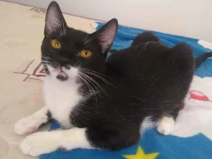 Gato ra a SRD-ViraLata idade 2 a 6 meses nome Amanda