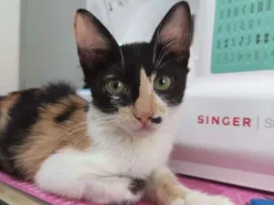 Gato raça SRD-ViraLata idade 2 a 6 meses nome Bárbara