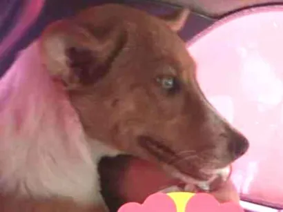 Cachorro raça BORDER COLLIE idade 2 a 6 meses nome Pandora