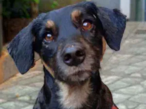 Cachorro raça Srd idade 2 anos nome Thor