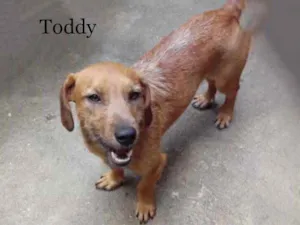 Cachorro raça Srd idade 1 ano nome Toddy