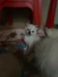 Não tem