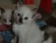 Não tem