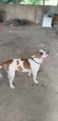 Spaike
