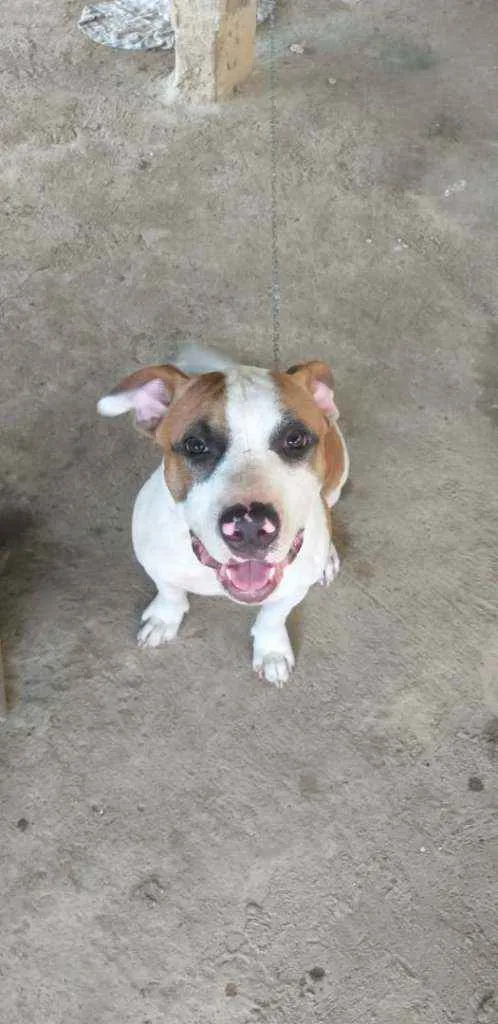 Cachorro raça Pitbull monster idade 2 a 6 meses nome Spaike