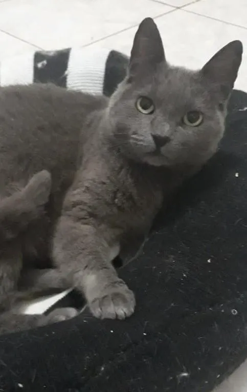 Gato ra a Sem raça definida idade 2 anos nome Gorda