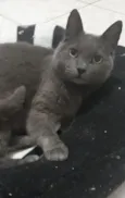 Gorda
