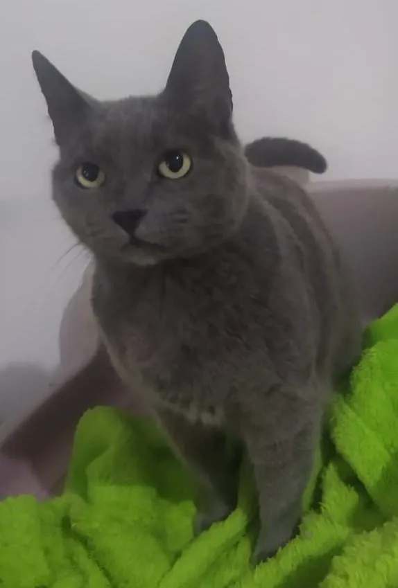 Gato ra a Sem raça definida idade 2 anos nome Gorda