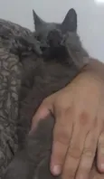 Gorda