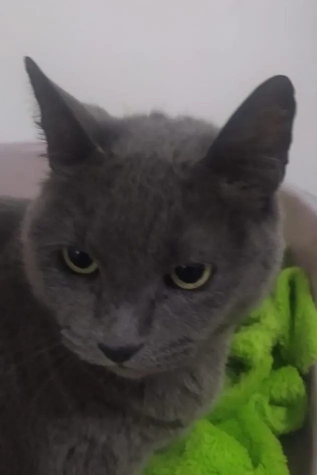 Gato ra a Sem raça definida idade 2 anos nome Gorda