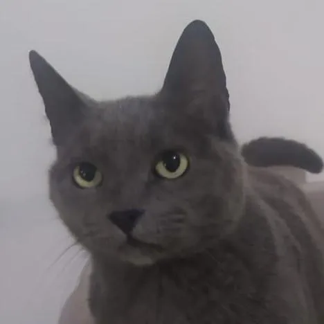 Gato ra a Sem raça definida idade 2 anos nome Gorda