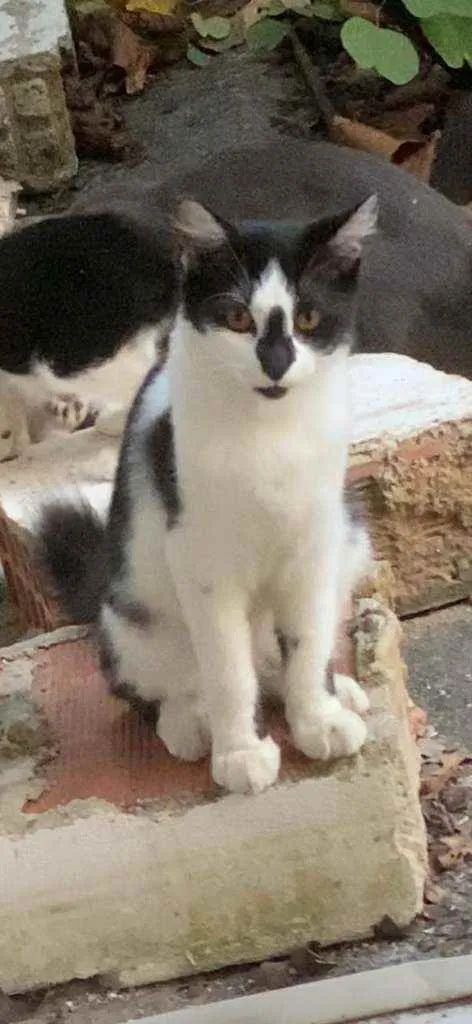 Gato ra a Srd idade 2 a 6 meses nome Fumaça