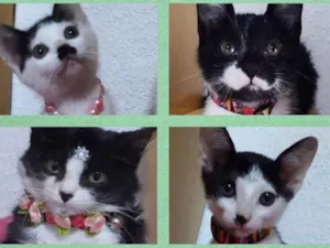 Gato raça Srd idade 2 a 6 meses nome Filhotes de gatos 