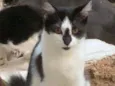 Fumaça