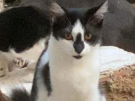 Gato ra a Srd idade 2 a 6 meses nome Fumaça