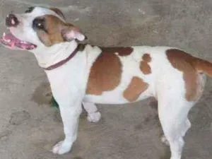 Cachorro raça Pitbull monster idade 2 a 6 meses nome Spaike
