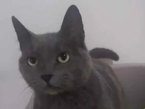 Gato raça Sem raça definida idade 2 anos nome Gorda