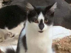 Gato raça Srd idade 2 a 6 meses nome Fumaça
