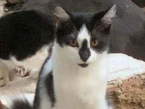 Gato ra a Srd idade 2 a 6 meses nome Fumaça