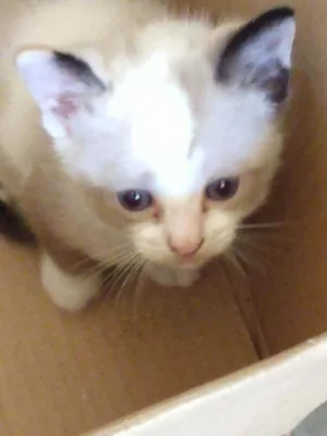 Gato raça Gata  idade 2 a 6 meses nome Tico tico