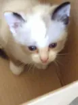 Tico tico