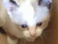 Tico tico