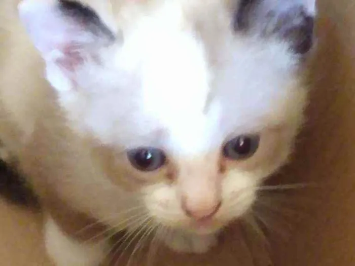 Gato raça Gata  idade 2 a 6 meses nome Tico tico