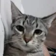Jujuba