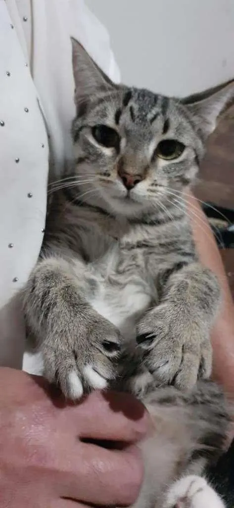 Gato ra a SRD-ViraLata idade 2 a 6 meses nome Jujuba