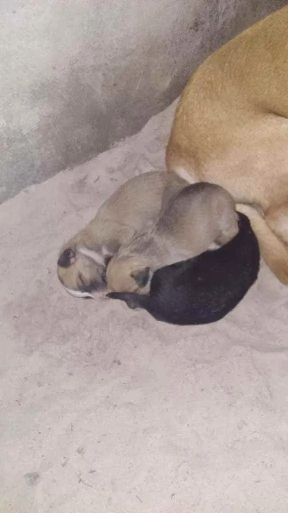 Cachorro raça Vira-lata idade Abaixo de 2 meses nome Sem nomes