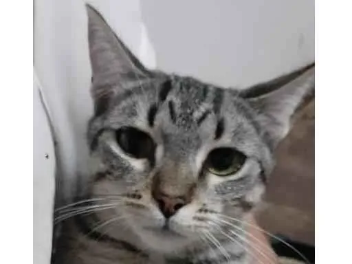 Gato ra a SRD-ViraLata idade 2 a 6 meses nome Jujuba