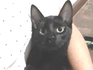 Gato raça SRD-ViraLata idade 2 a 6 meses nome Pietra