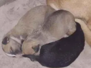 Cachorro raça Vira-lata idade Abaixo de 2 meses nome Sem nomes