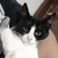 Sofia