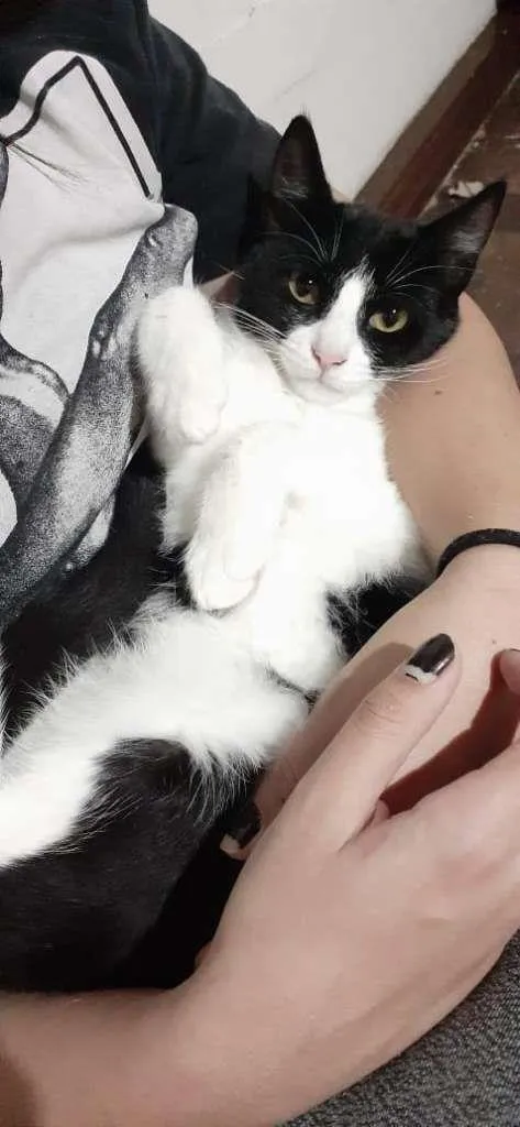Gato ra a SRD-ViraLata idade 2 a 6 meses nome Sofia