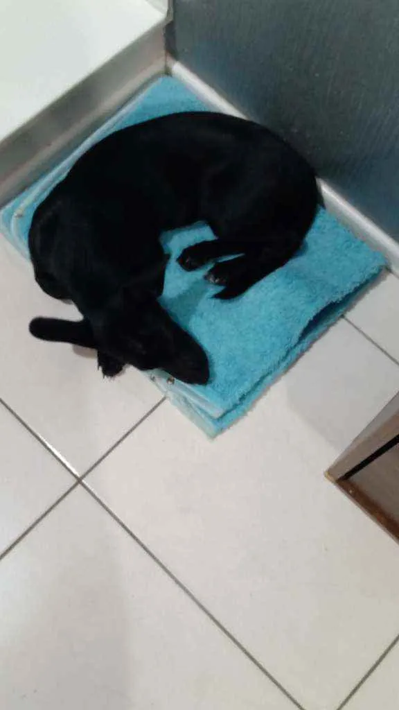 Cachorro ra a Não sei idade 2 a 6 meses nome Luna