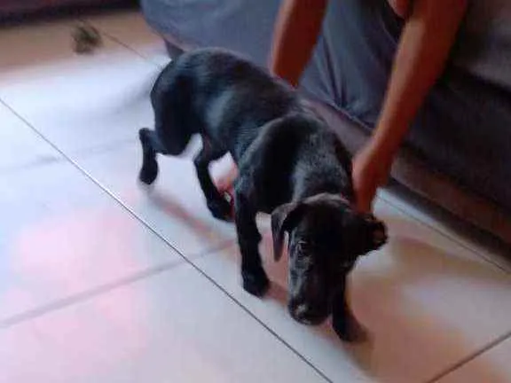 Cachorro ra a Não sei idade 2 a 6 meses nome Luna