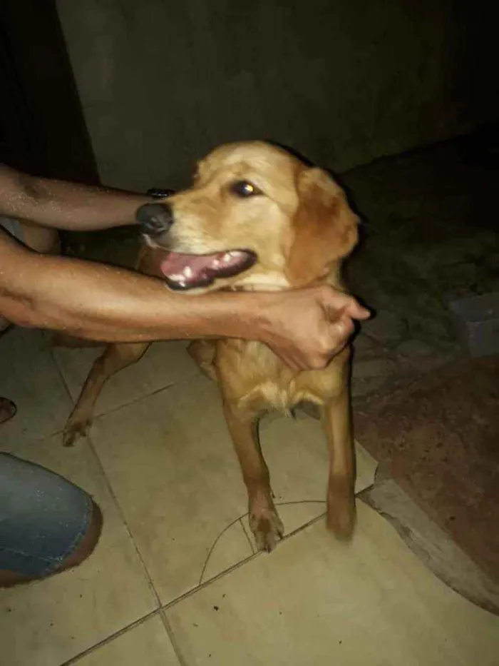 Cachorro ra a  idade  nome Perdida