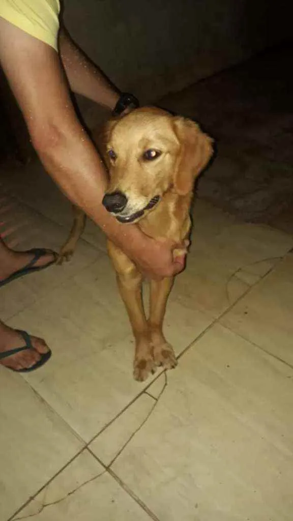 Cachorro ra a  idade  nome Perdida