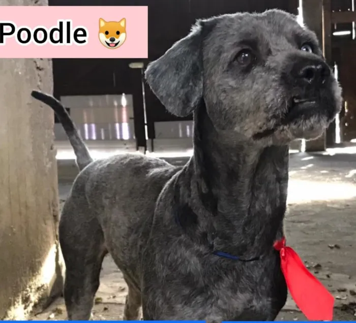 Cachorro ra a Poodle idade 2 anos nome Rick