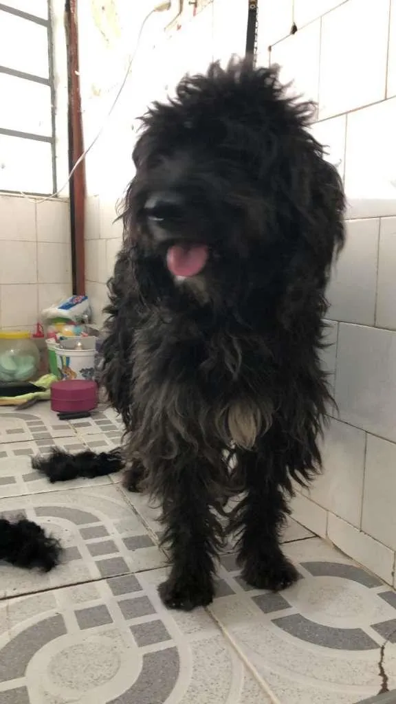 Cachorro ra a Poodle idade 1 ano nome Fiel