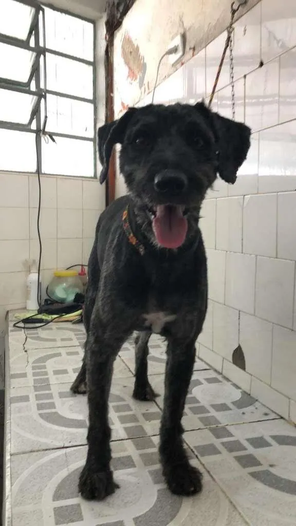 Cachorro ra a Poodle idade 1 ano nome Fiel