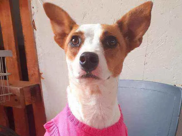 Cachorro ra a Srd idade 2 anos nome Paçoca