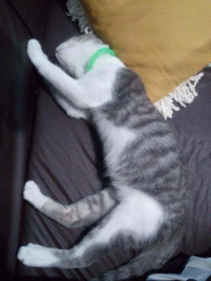 Gato raça  idade 2 a 6 meses nome Mimo