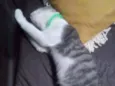 Mimo