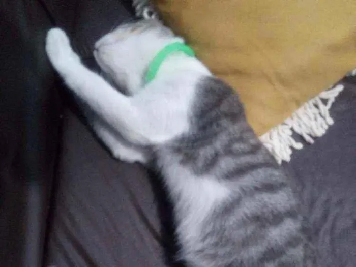Gato raça  idade 2 a 6 meses nome Mimo