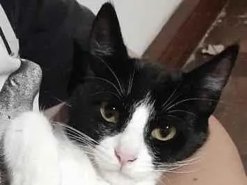 Gato ra a SRD-ViraLata idade 2 a 6 meses nome Sofia