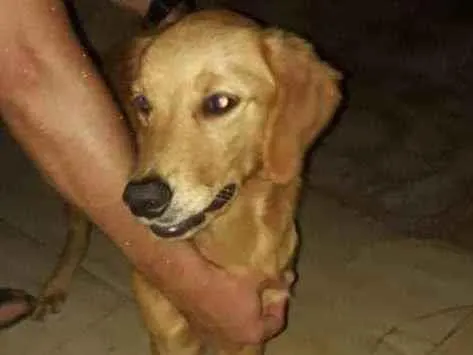 Cachorro ra a  idade  nome Perdida