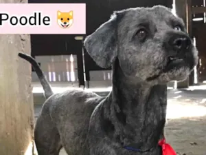 Cachorro raça Poodle idade 2 anos nome Rick