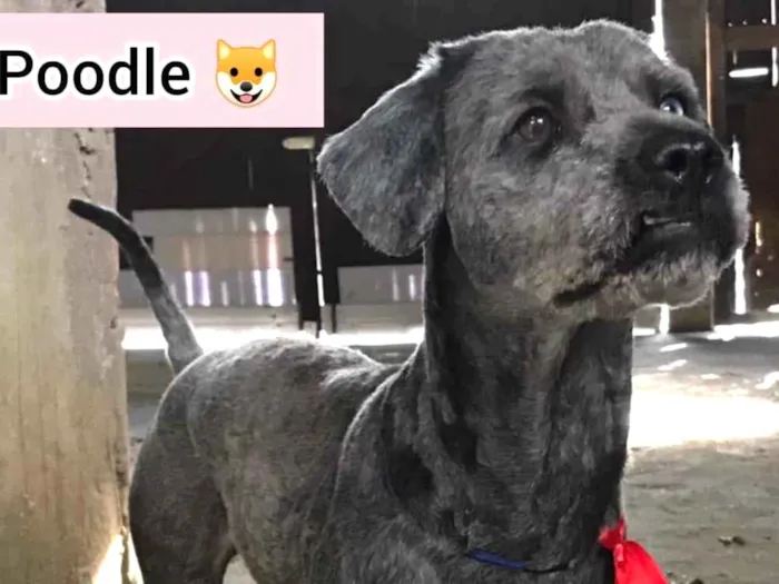 Cachorro ra a Poodle idade 2 anos nome Rick